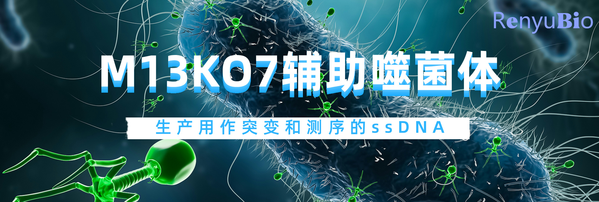 輔助噬菌體__2024-12-03+17_15_00.jpg